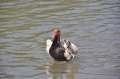 red-crested pochard, pochards-12